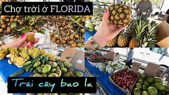 Chợ Trời Trái Cây Tampa Florida