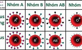 Nhóm Máu Rh Âm Là Gì